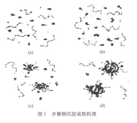 圖1 齊聚物沉淀成核機(jī)理